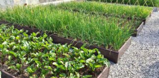 Городник розповів лайфхак для збору насіння з врожаю