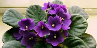 Найкраща підгодівля для пишного цвітіння фіалок 