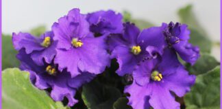 Після підживлення квітка зацвіла пишними бутонами