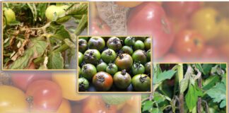 Фітофтороз помідорів - ворог номер один для городників