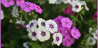 Дача перетворилася на королівський сад