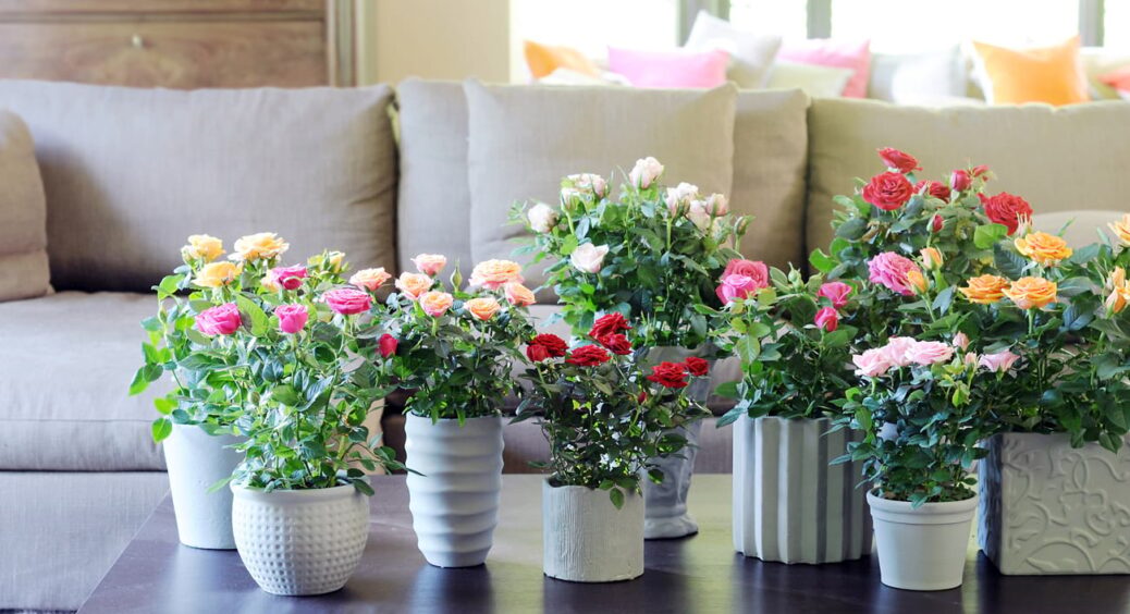 Підслухала від сусідок: як оживити кімнатну троянду та змусити її квітнути пишною шапочкою 