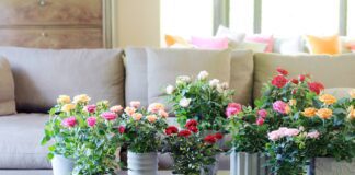 Городники назвали дієве добриво для кімнатних рослин