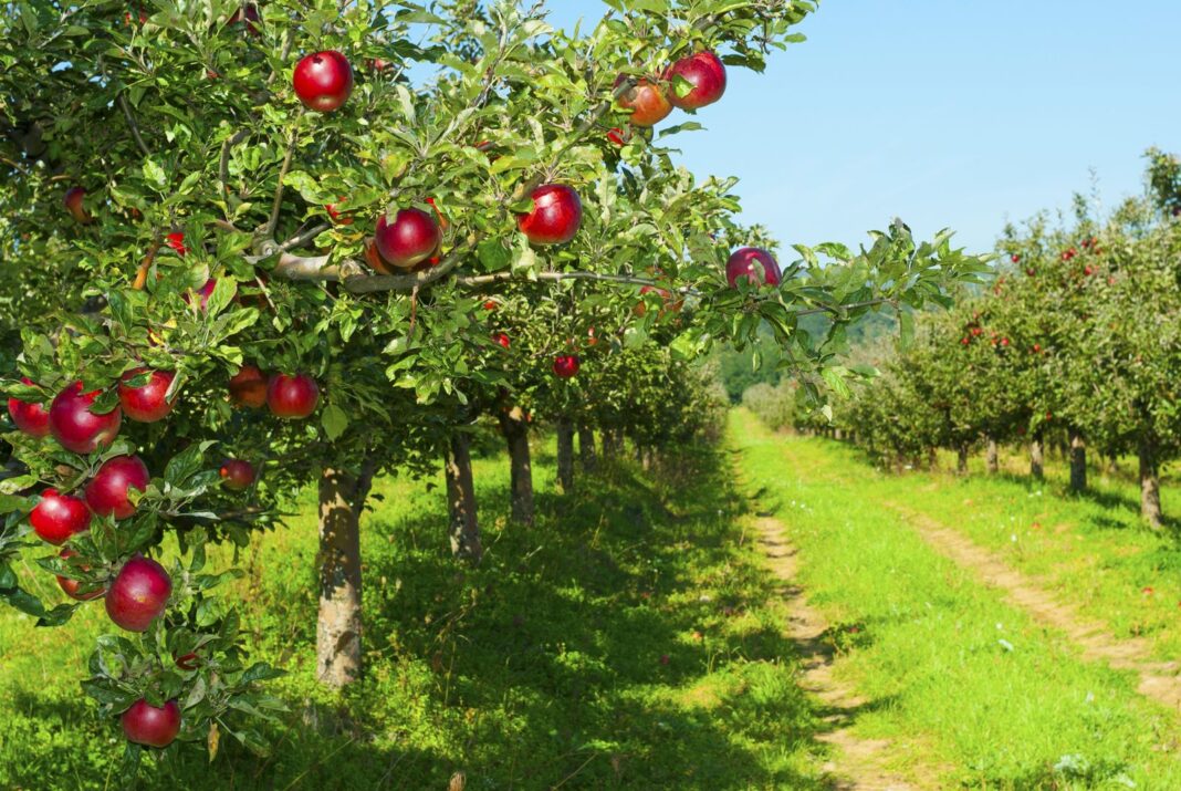 Рецепт турбодобрива для яблуні та вишні: втомитесь збирати відрами найсолодший врожай