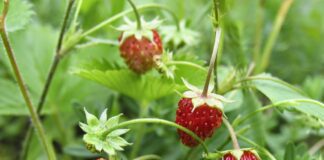 Експерти розповіли, що зробити, аби цвіла суниця