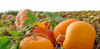 Городники розповіли, як правильно підживлювати кабаки 