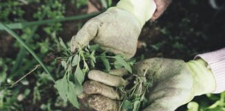 Городник розповів, що слід додати у ґрунт перед зимою