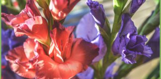 Гладіолуси теж треба готувати до зими