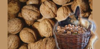 Городник розповів, як підживити грядки шкаралупою горіха