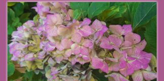 Колір квітів гортензії залежить від pH ґрунту