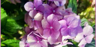 Тільки на правильному місці кущ буде пишним