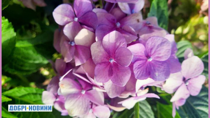 Тільки на правильному місці кущ буде пишним