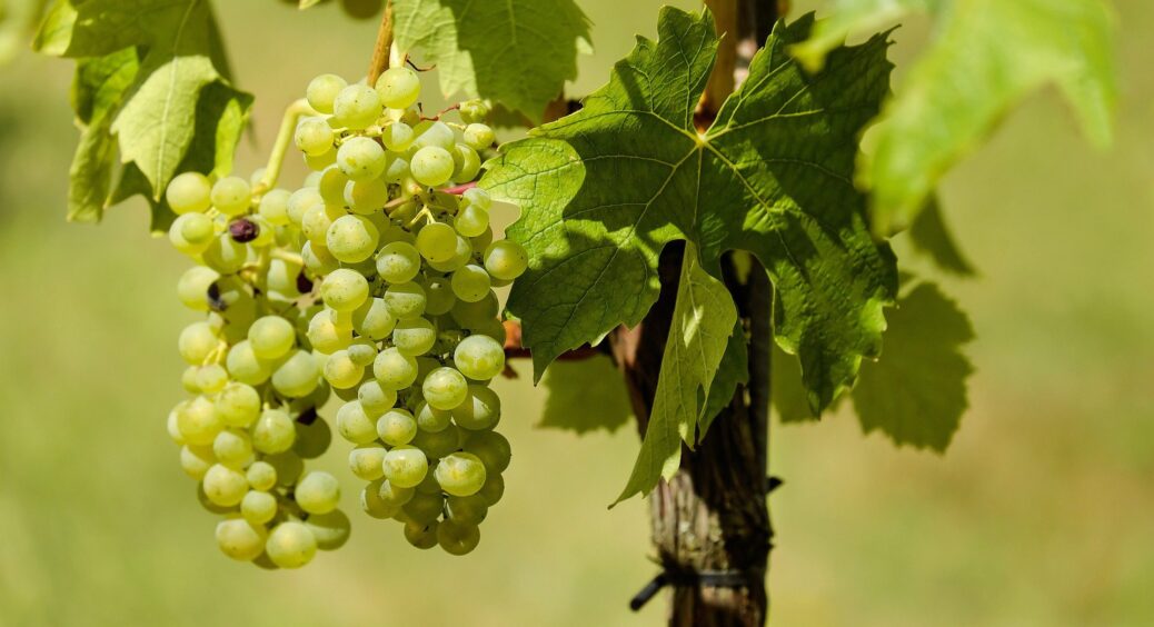 Осінній календар садівника: коли та як правильно обрізати виноград. Головні правила та схеми для городників 