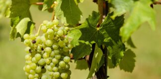 Який сорт винограду краще обрати 