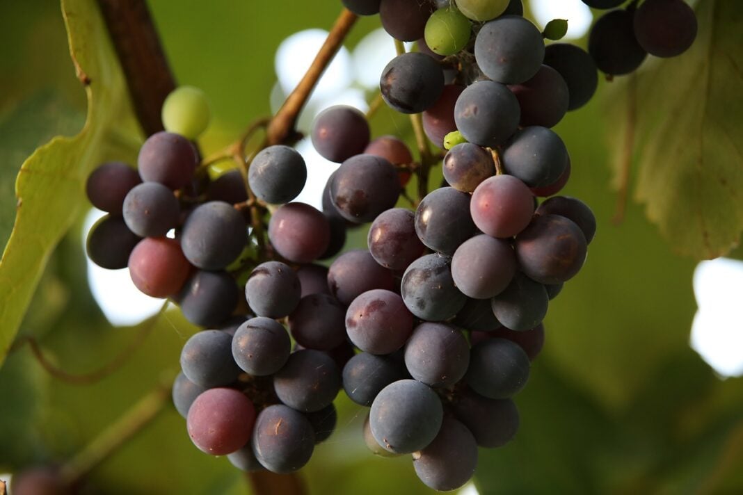 Садівники розповіли, чим найкраще підживлювати виноград в липні 