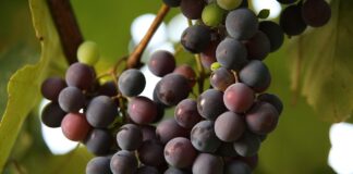 Садівники розповіли, чим найкраще підживлювати виноград в липні 