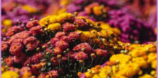 Насолоджуємося цвітінням та готуємо рослину до зими