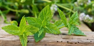 Як правильно зберігати м'яту та мелісу 