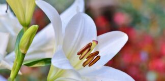 Садівники розповіли, які квіти посадити в червні 