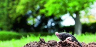 Городник розповів, як гуманно можна вигнати кротів