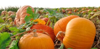 Коли потрібно збирати гарбузи