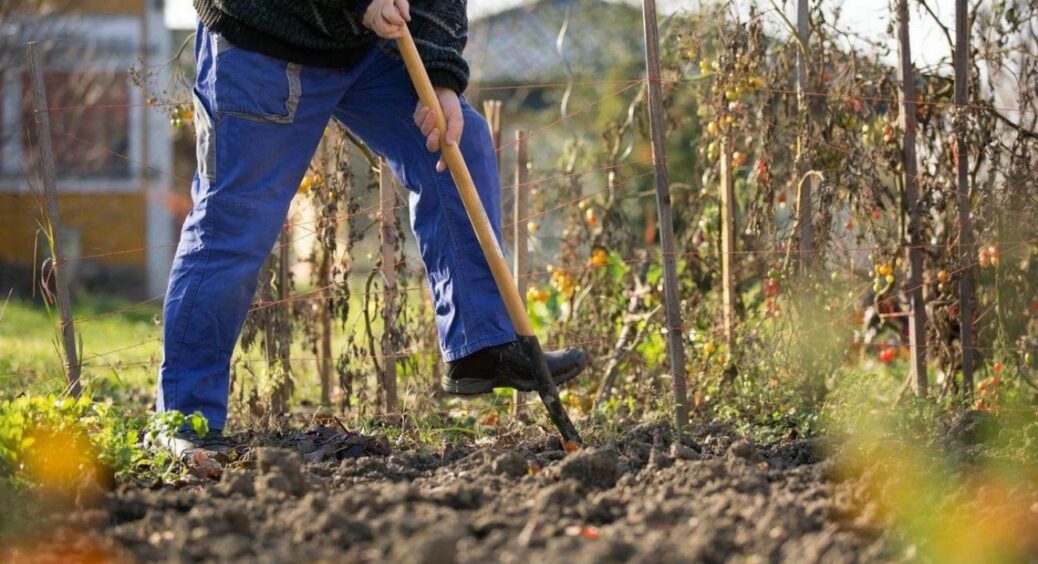 3 головні садові справи, які потрібно встигнути зробити у вересні: щоб навесні не хапатись за все підряд 