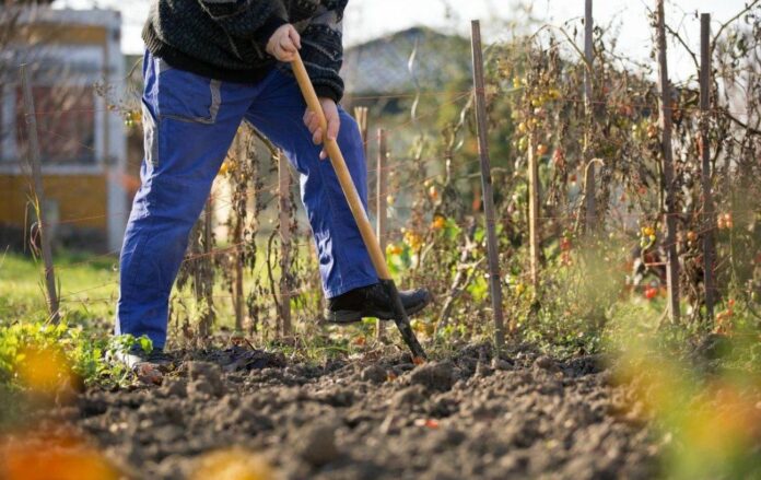 Городник назвав повний список робіт на городі у жовтні для кращого врожаю