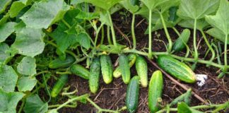 Як покращити землю після огірків