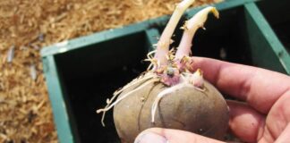 Як запобігти проростанню картоплі у погребі