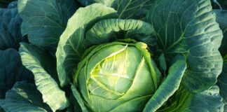 Як виростити соковиту та смачну ранню капусту