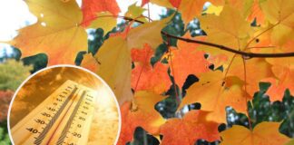 Яка погода буде в Україні наступного тижня