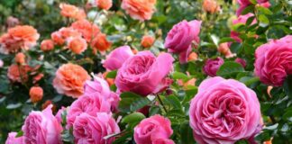 Садівник розповів, чим категорично не можна підживлювати троянди