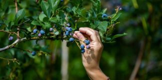 Садівник розповів, навіщо висаджувати лохину у вересні