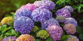 3 простих дії, які потрібно зробити з гортензіями для пишного цвіту 