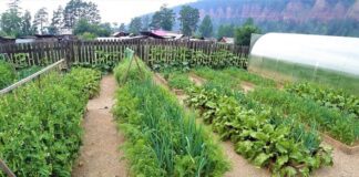 Що посадити на городі восени