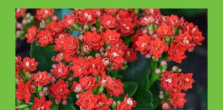 Каланхое славиться своїми яскравими і соковитими квітками