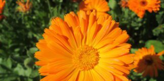 Городник розповів, яка аптекарська квітка має бути в кожного вдома