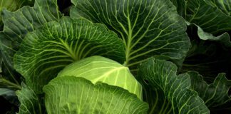 Залишки капусті впливають на якість ґрунту