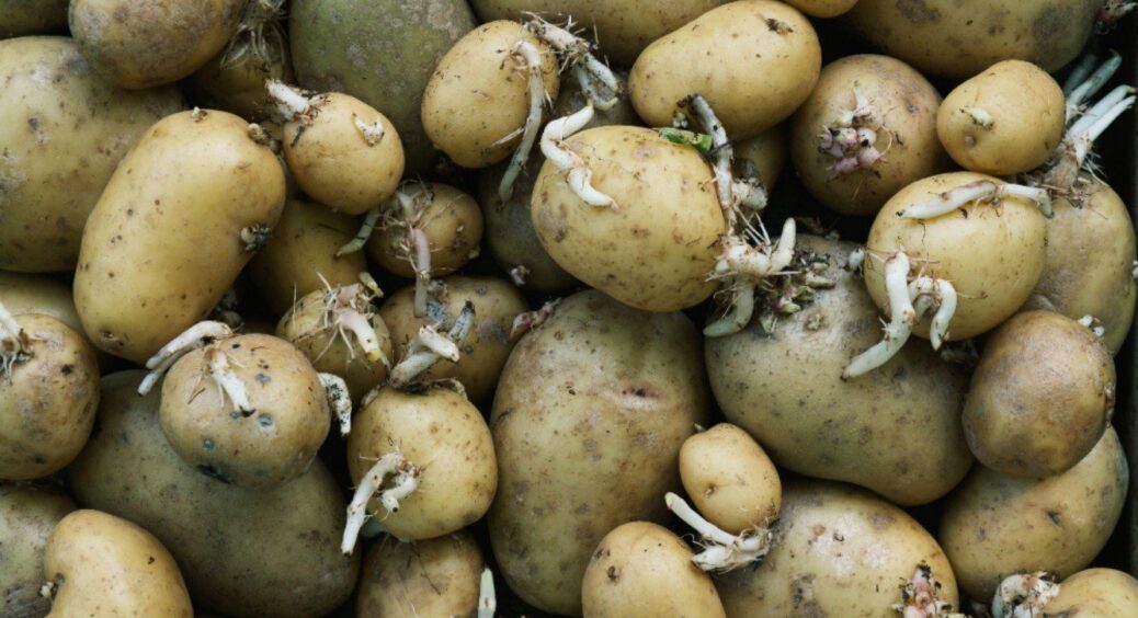 Зберігаю картоплю цілу зиму без псування: 2 перевірені методи від діда з села, щоб не проростала і не гнила 