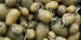 Як зберігати картоплю всю зиму, щоб вона не проростала