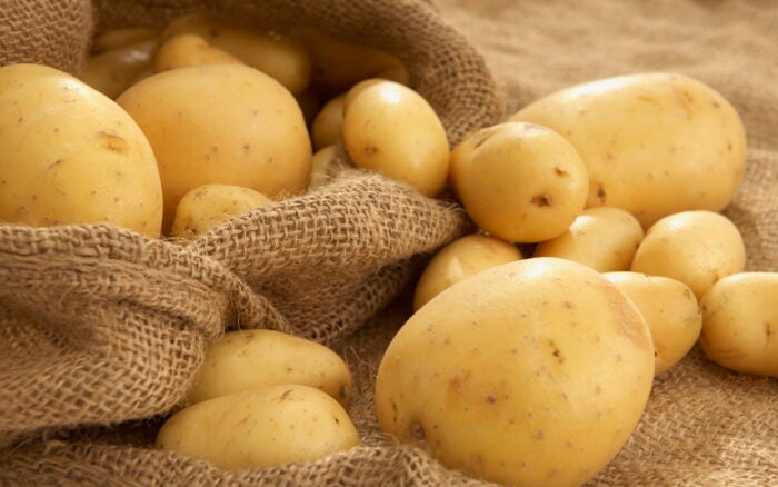 Садівники назвали головні вимоги при посадці картоплі