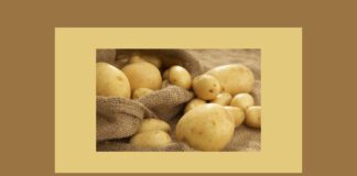 Врожай збираю двічі на сезон