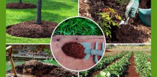 Прикладом органічних добрив є компост