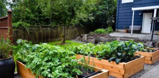 Городник розповів, як правильно вносити перегній у ґрунт