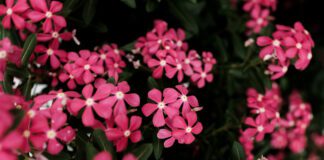 Більше ніякої мороки з бур'янами: висадила найкращі ґрунтопокривники