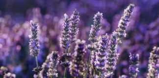 Користь від вирощування лаванди на городі 