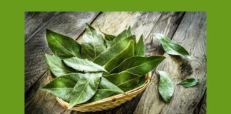 Лавровий лист додаю не тільки в бульйон і консервацію