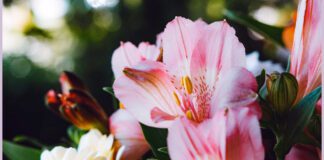 Лілії - одні з найвитонченіших і найкрасивіших квітів