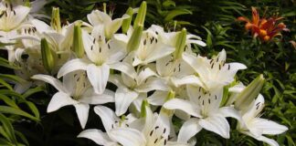 Садівники розповіли 5 головних правил під час догляду за ліліями