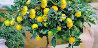 Як виростити лимон 